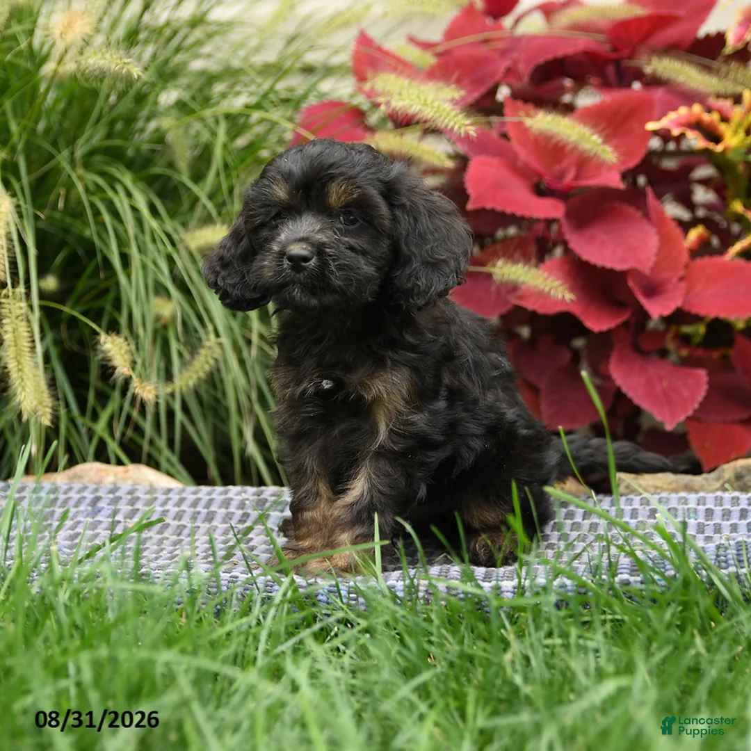 Cavapoo dogs for sale: Winston - Ad 2
