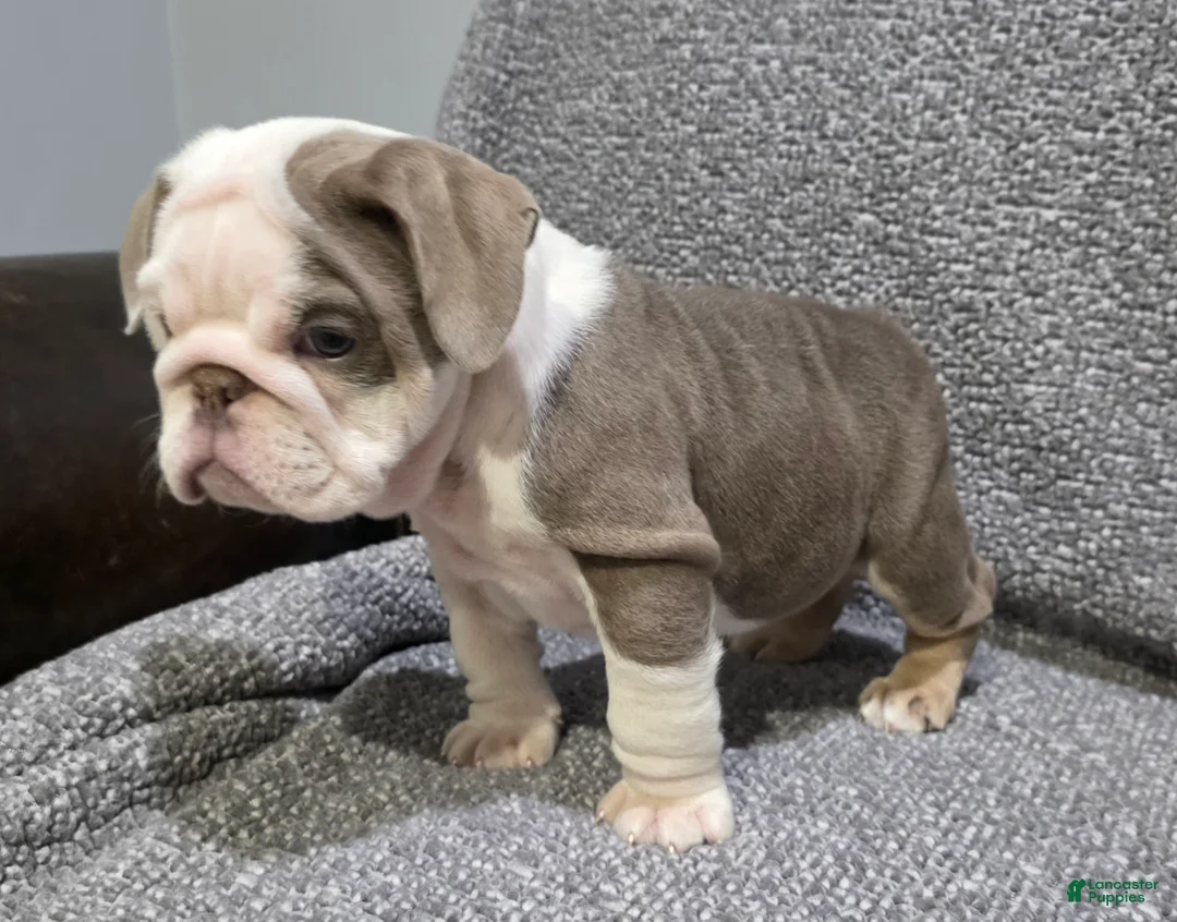 English Bulldog dogs for sale: Brewster - Ad 2