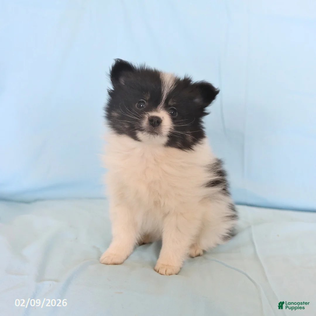 Pomeranian dogs for sale: Lincoln - Ad 3