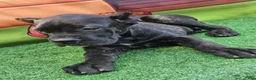 Cane Corso dogs for sale: ELLA - Ad 11