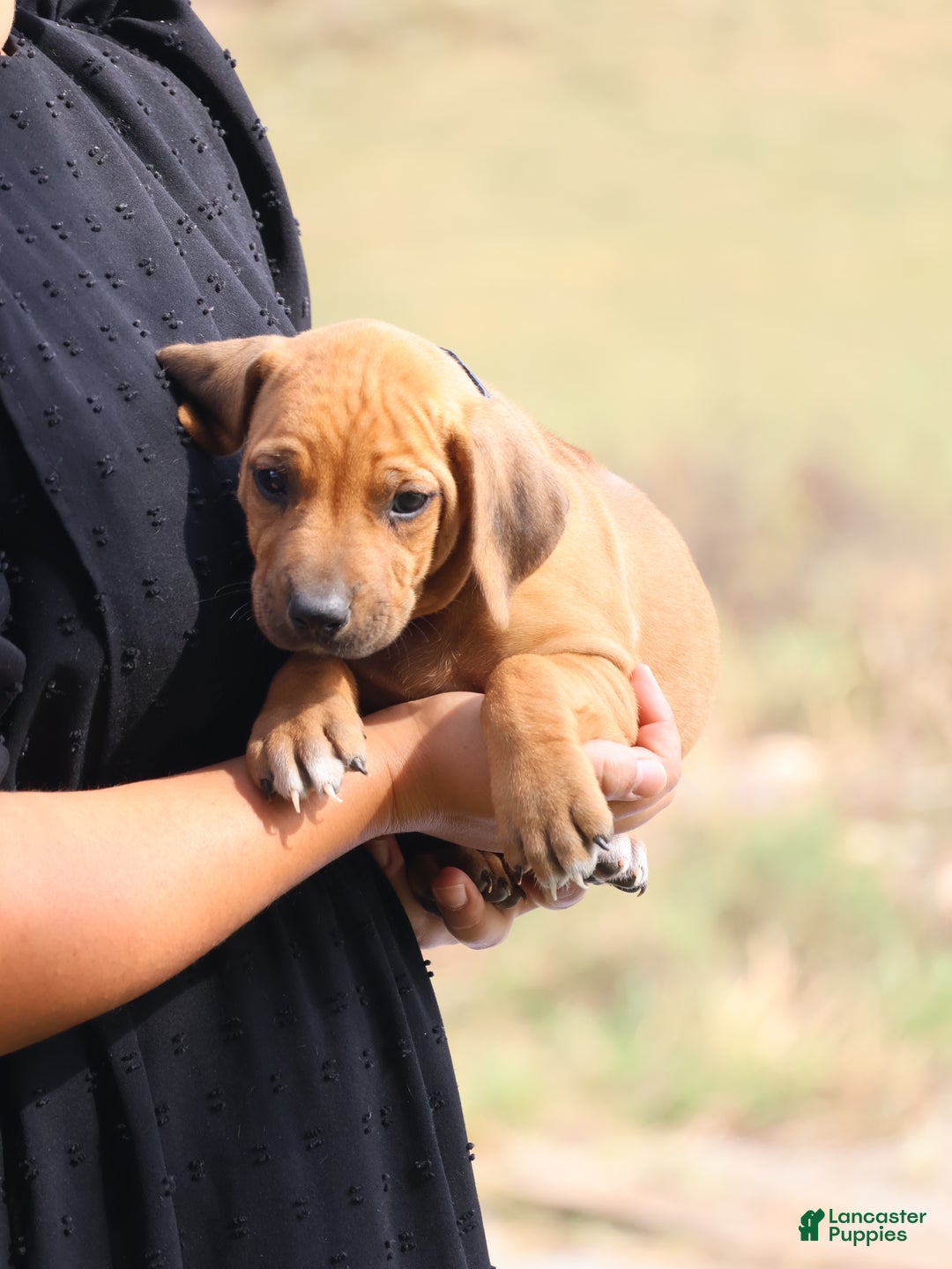 Rhodesian Ridgeback dogs for sale: Rain - Ad 2