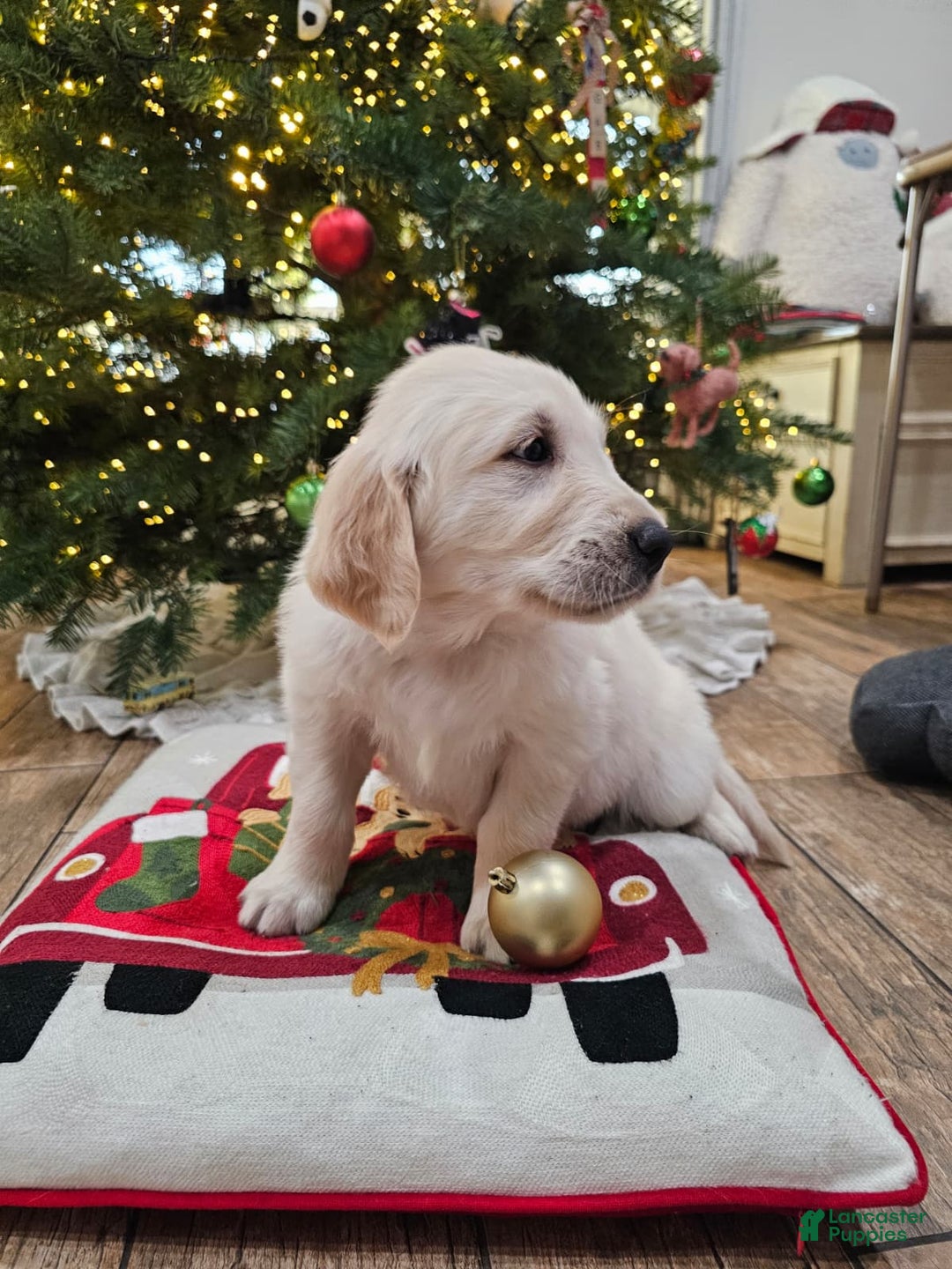Golden Retriever dogs for sale: Golden Retriever Puppy 4 - Ad 39
