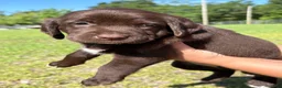 Mixed Breed dogs for sale: Purple collar girl - Ad 3
