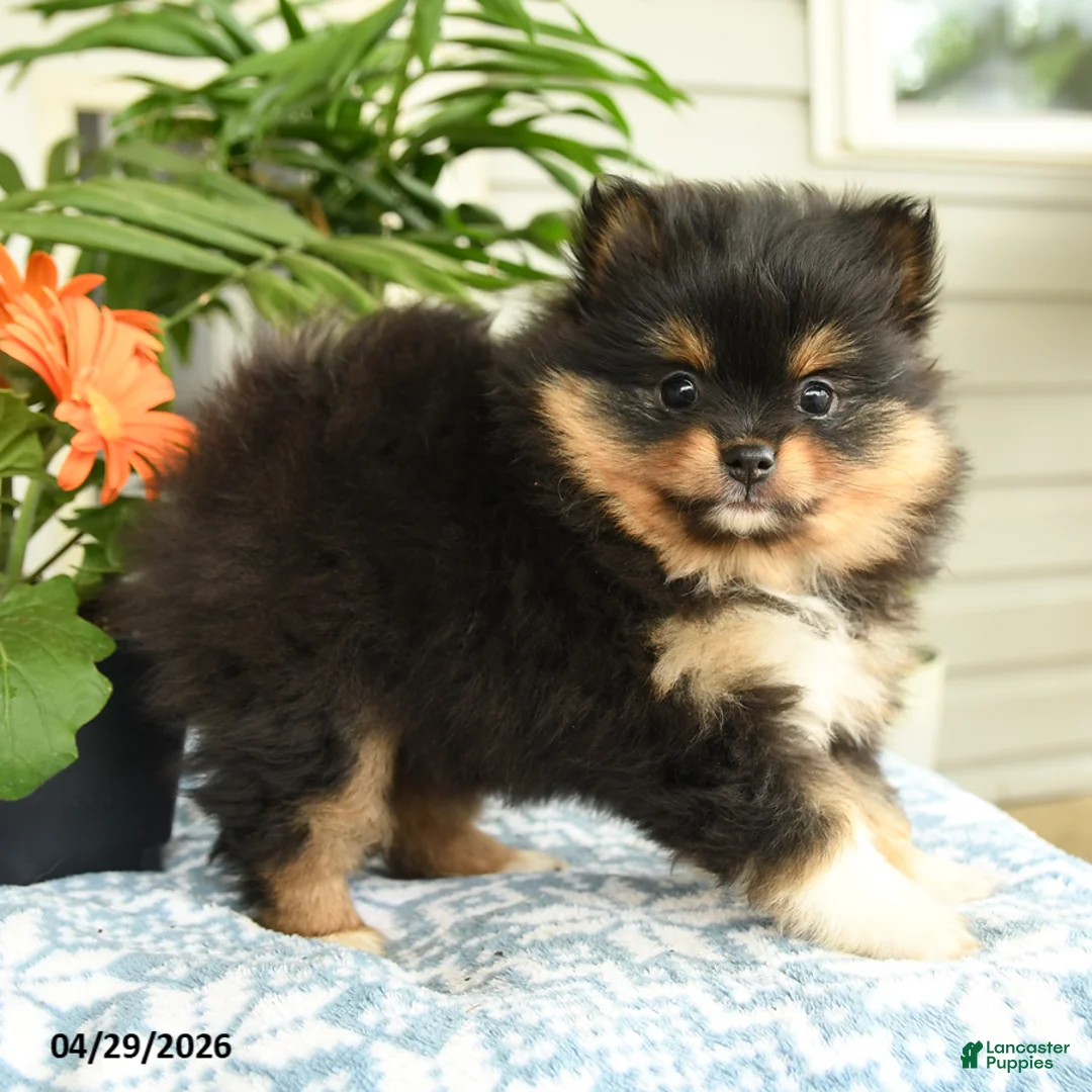 Pomeranian dogs for sale: Jenna - Ad 1