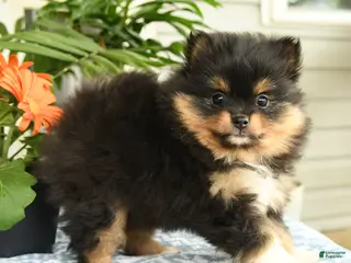 Pomeranian dogs for sale: Jenna - Ad 1