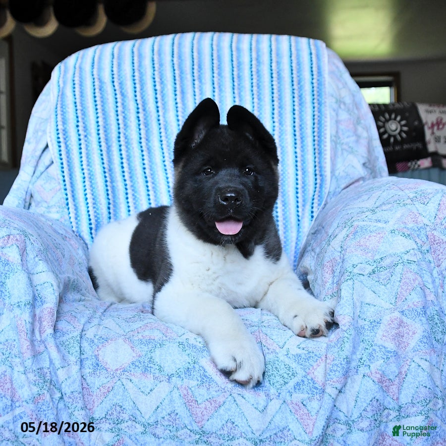 Akita dogs Ronald - Ad 2