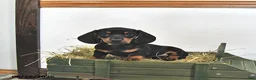 Miniature Dachshund dogs for sale: Jace - Ad 5