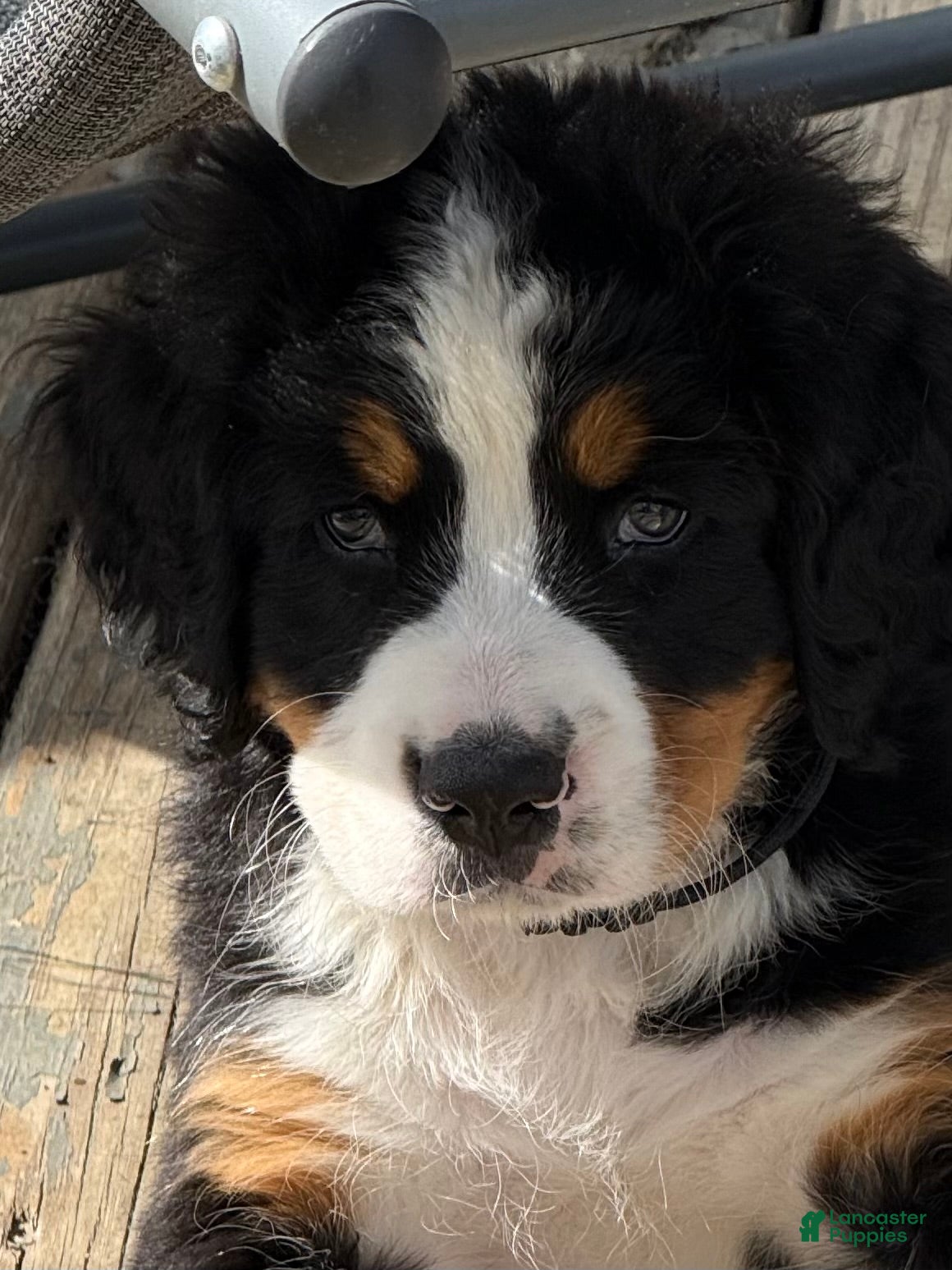 Bernese Mountain Dog dogs Bernese Mountain Dog Puppy 1 Mr black - Ad 36