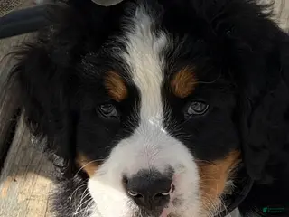 Bernese Mountain Dog dogs Bernese Mountain Dog Puppy 1 Mr black - Ad 36
