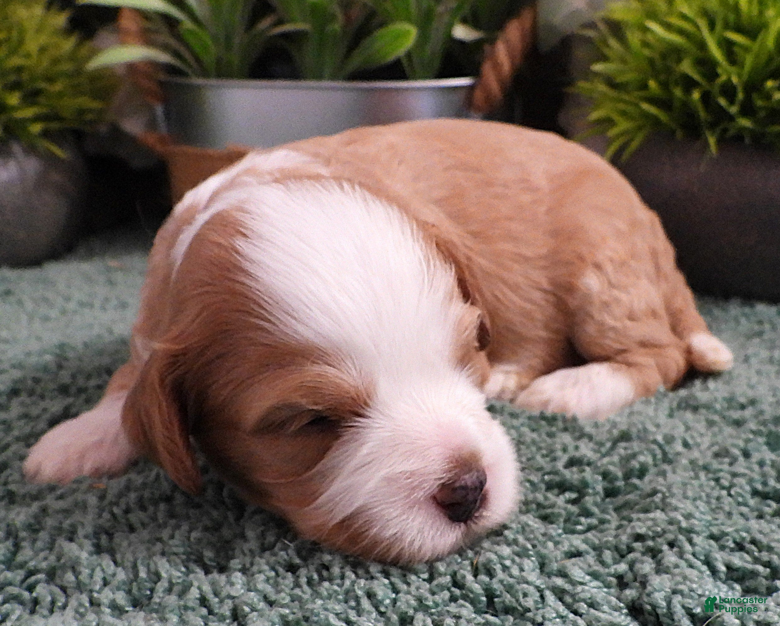 Cavapoo dogs for sale: Cavapoo #3 Female of Adeline - Ad 2