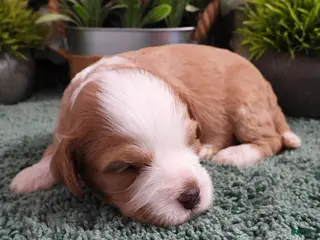 Cavapoo dogs for sale: Cavapoo #3 Female of Adeline - Ad 2