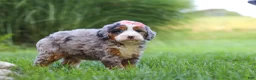 Mini Bernedoodle dogs for sale: Razzel - Ad 5