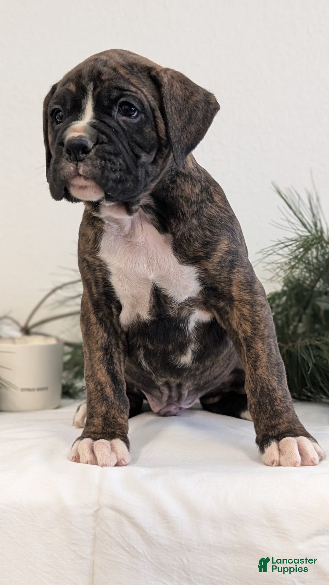 Boxer dogs for sale: Finn - Ad 7