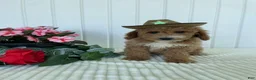 Mini Goldendoodle dogs for sale: James - Ad 2