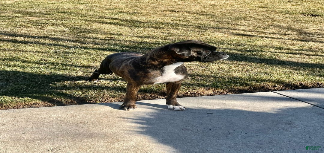 Gallery Image {{count}}