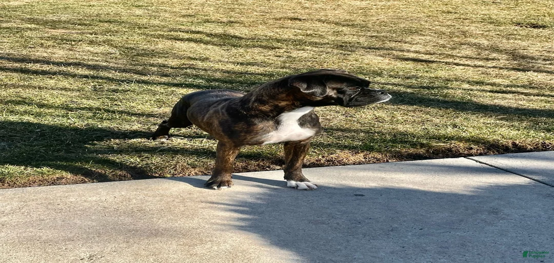 Gallery Image {{count}}