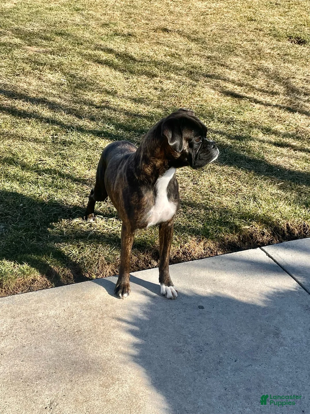 Gallery Image {{count}}