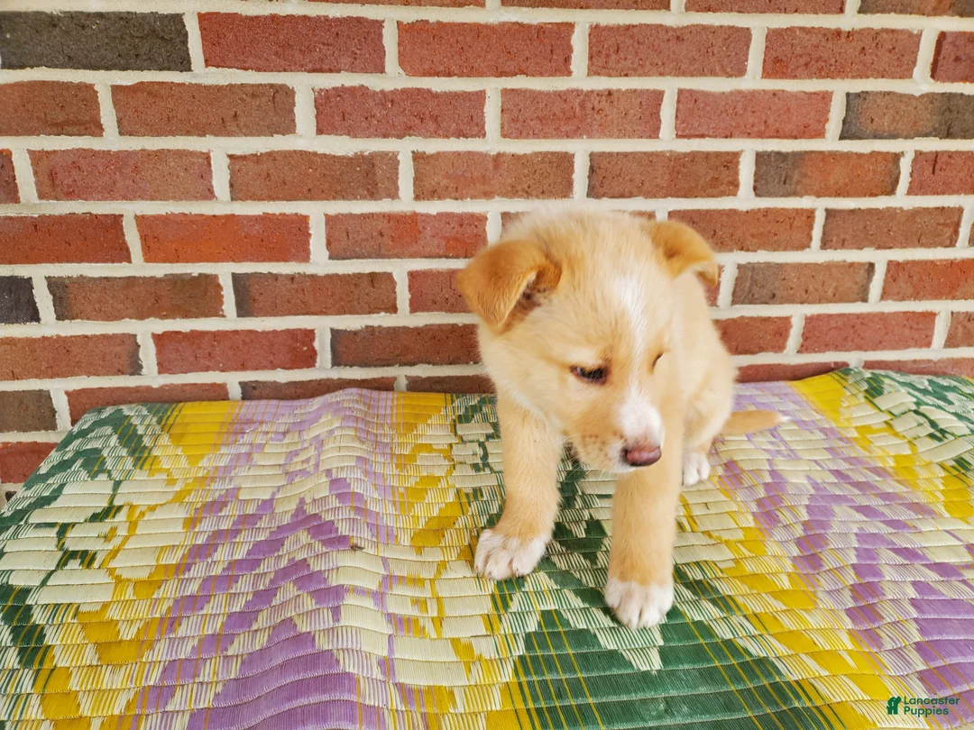 Mixed Breed dogs for sale: Freddy - Ad 5