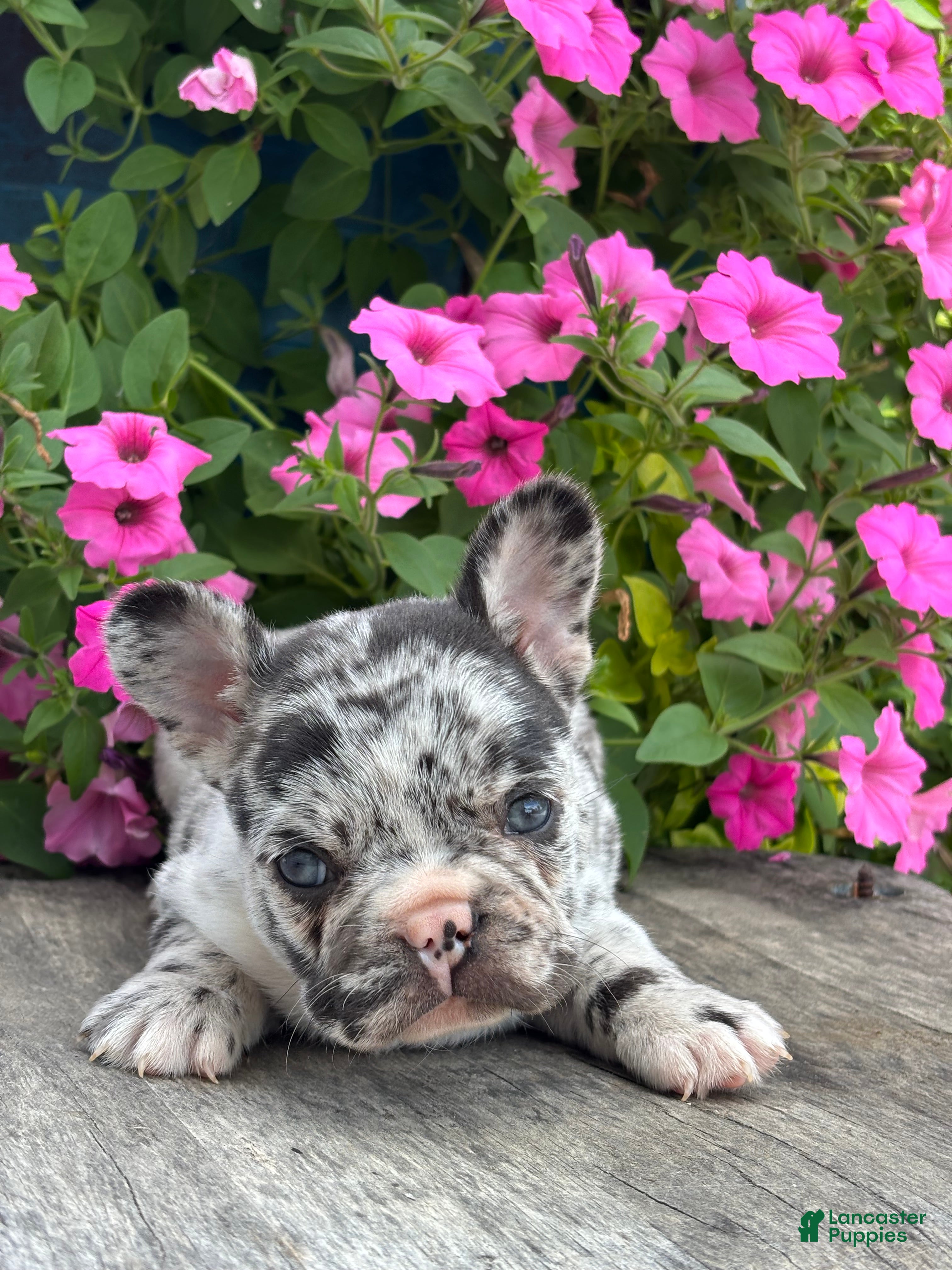 French Bulldog dogs Hudson - Ad 1