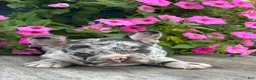 French Bulldog dogs for sale: Hudson - Ad 1