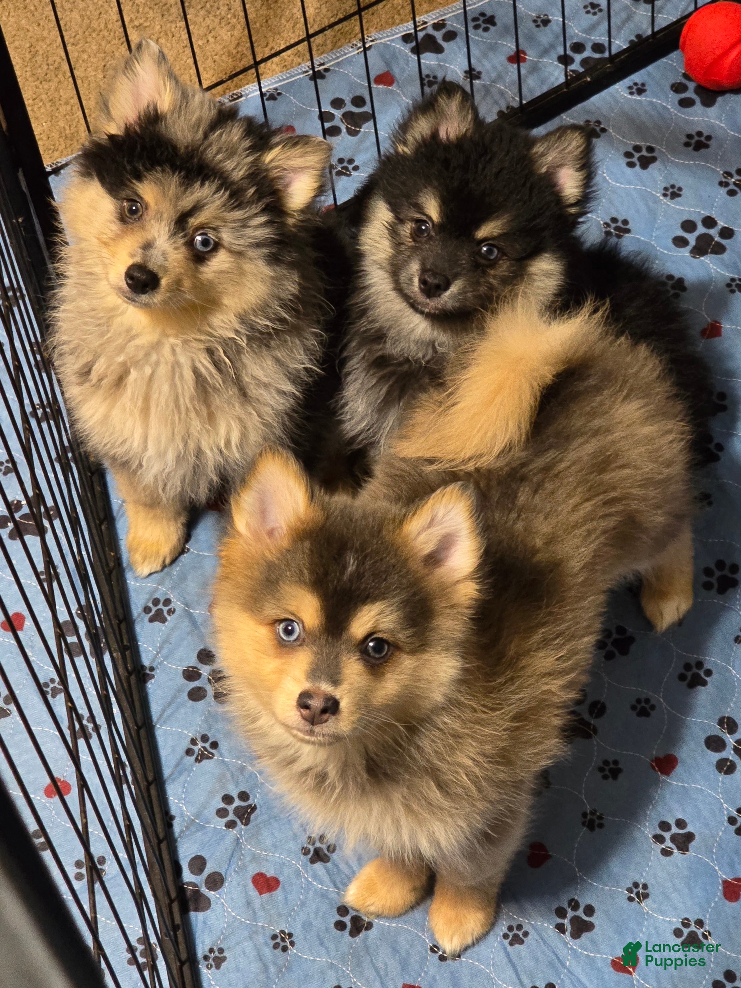 Pomsky dogs Merle boy - Ad 2