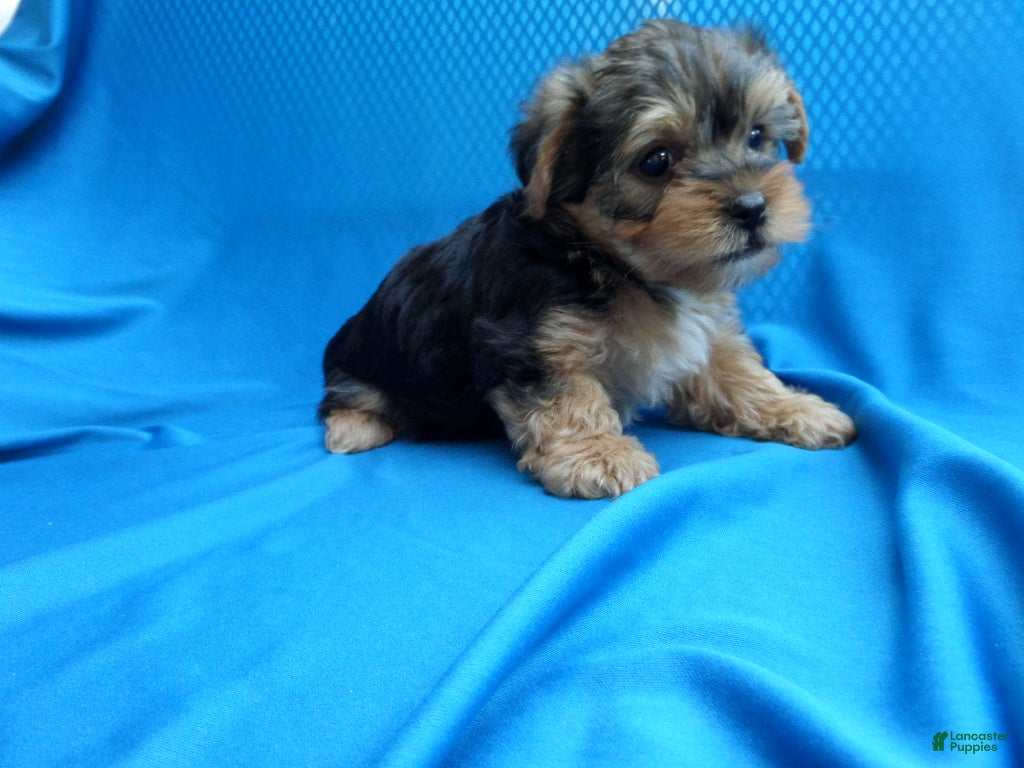 Yorkshire Terrier dogs Remmy  - Ad 23
