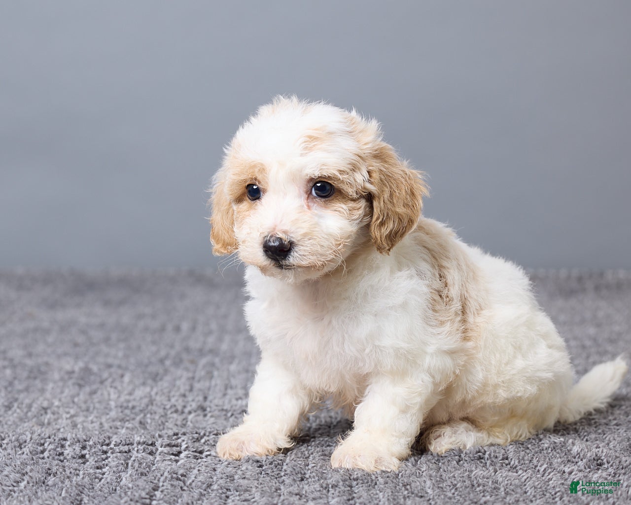 Bichpoo dogs Kenzie - Ad 2
