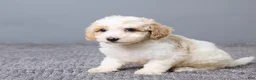 Bichpoo dogs for sale: Kenzie - Ad 2