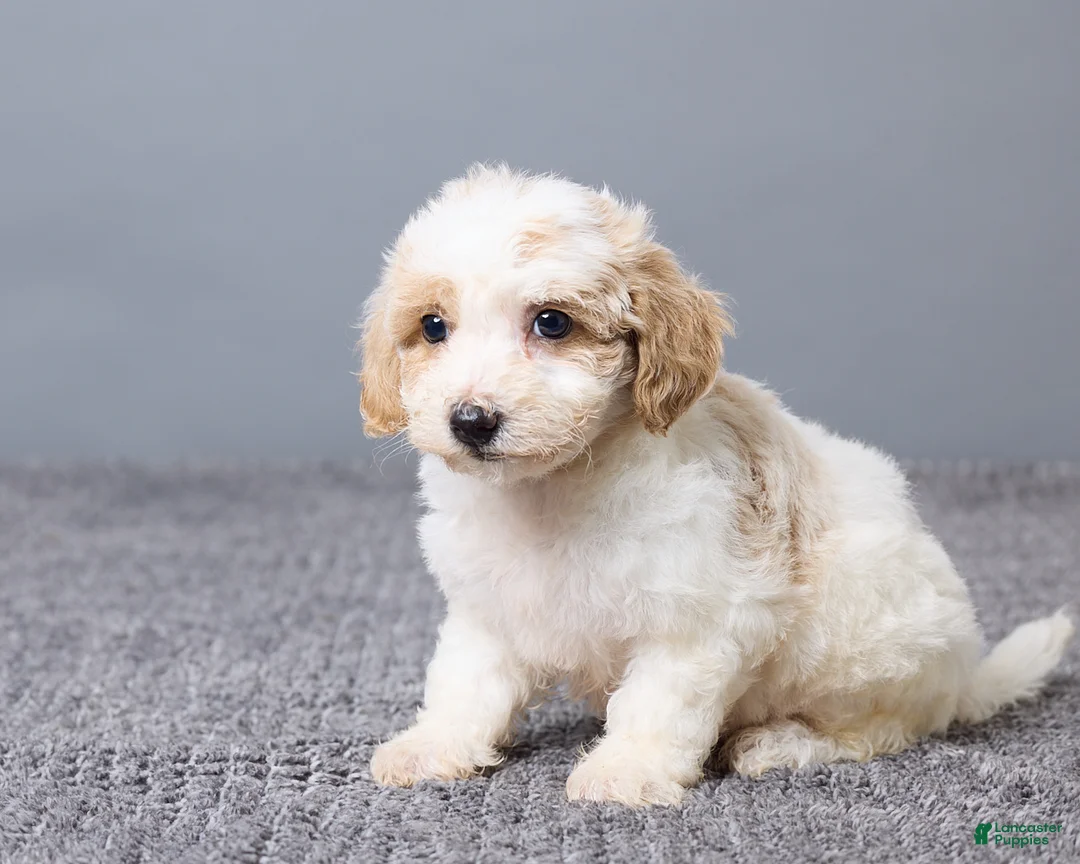 Bichpoo dogs for sale: Kenzie - Ad 2