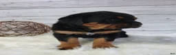 Rottweiler dogs for sale: Sophia  - Ad 5