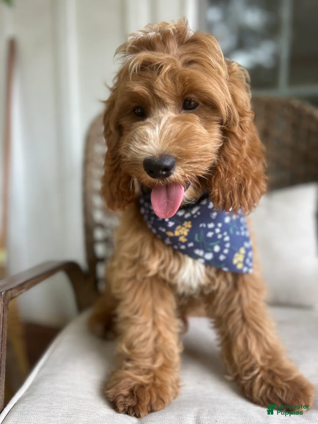Cockapoo dogs for sale: Puppy 1 - Ad 1