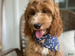 Cockapoo dogs for sale: Puppy 1 - Ad 2
