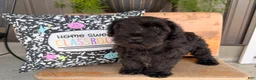 Miniature Schnauzer dogs for sale: Thelma Miniature Schnauzer  - Ad 5