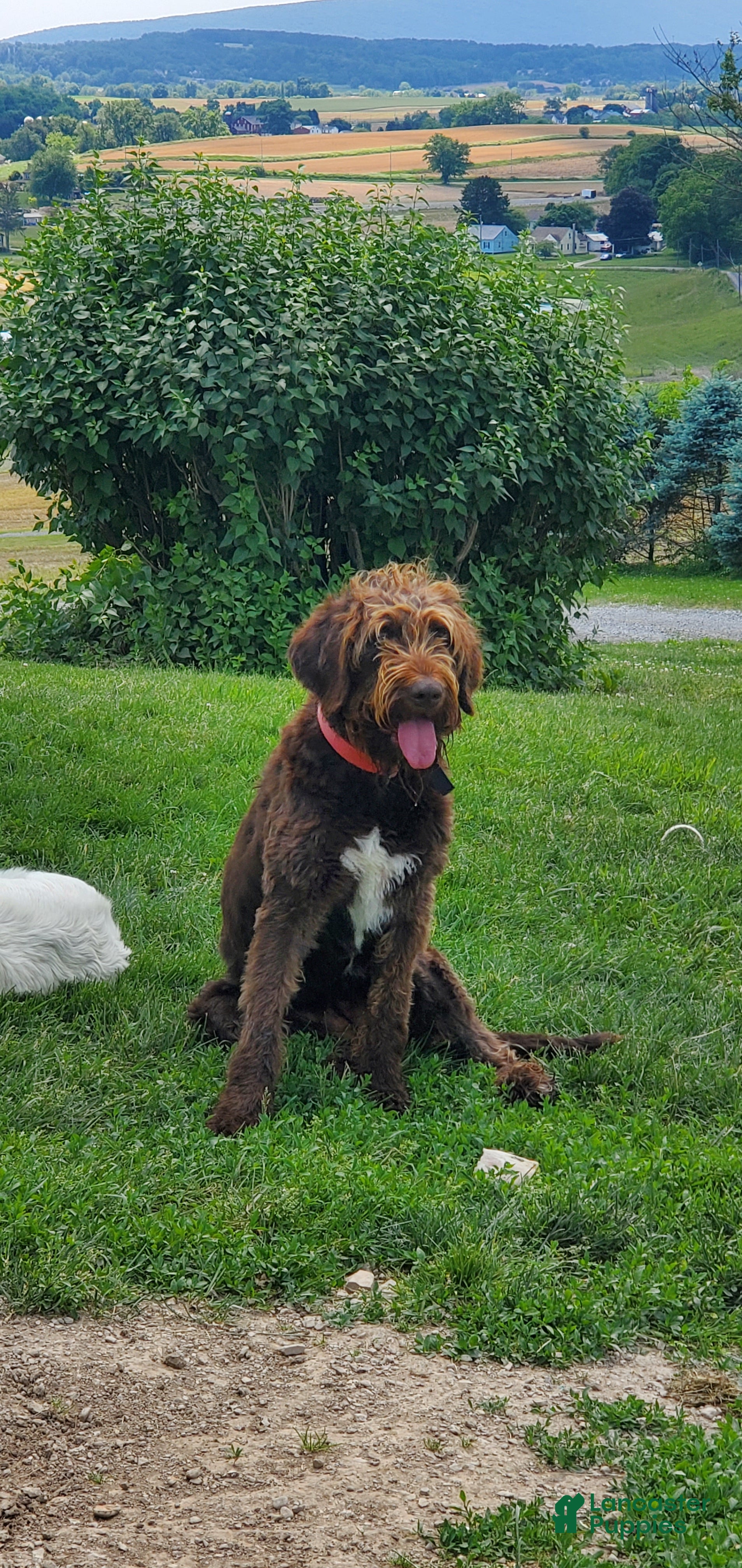 Labradoodle dogs Nikki - Ad 34