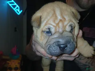 Shar Pei dogs Shar Pei Puppy 1 - Ad 3