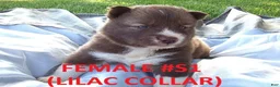 Siberian Husky dogs for sale: Lilac Collar - Ad 1