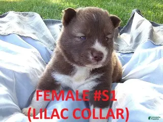 Siberian Husky dogs Lilac Collar - Ad 29