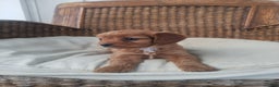 Cavapoo dogs for sale: Pearl  - Ad 4
