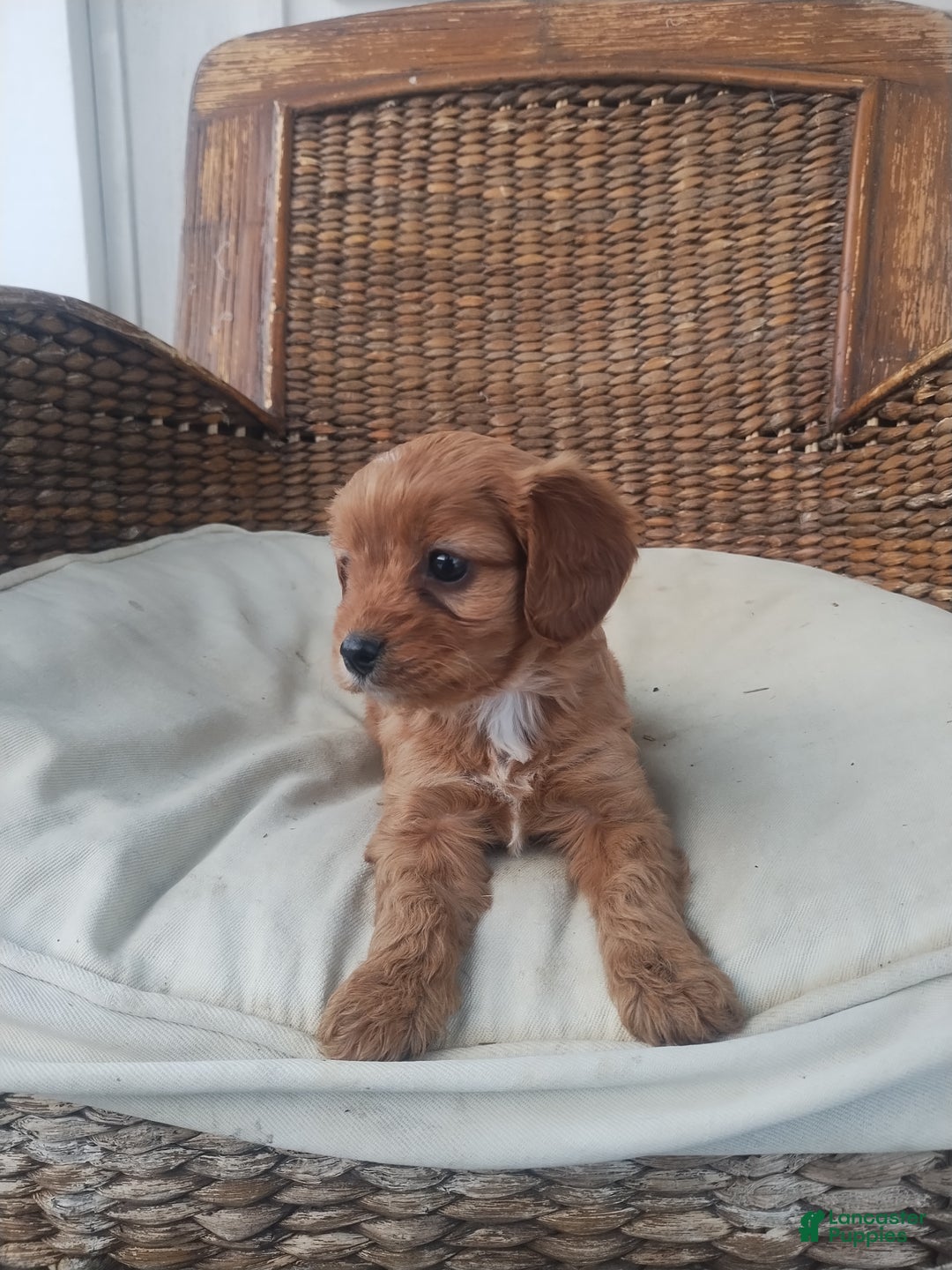 Cavapoo dogs for sale: Pearl  - Ad 4