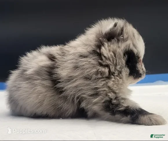 Pomeranian dogs Pomeranian Puppy 2 - Ad 3