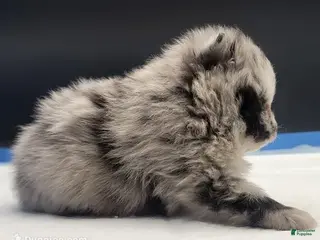 Pomeranian dogs Pomeranian Puppy 2 - Ad 3