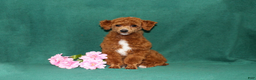 Bichpoo dogs for sale: Nutcracker - Ad 6