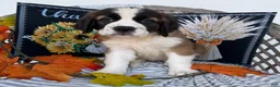 Saint Bernard dogs for sale: Glow - Ad 5