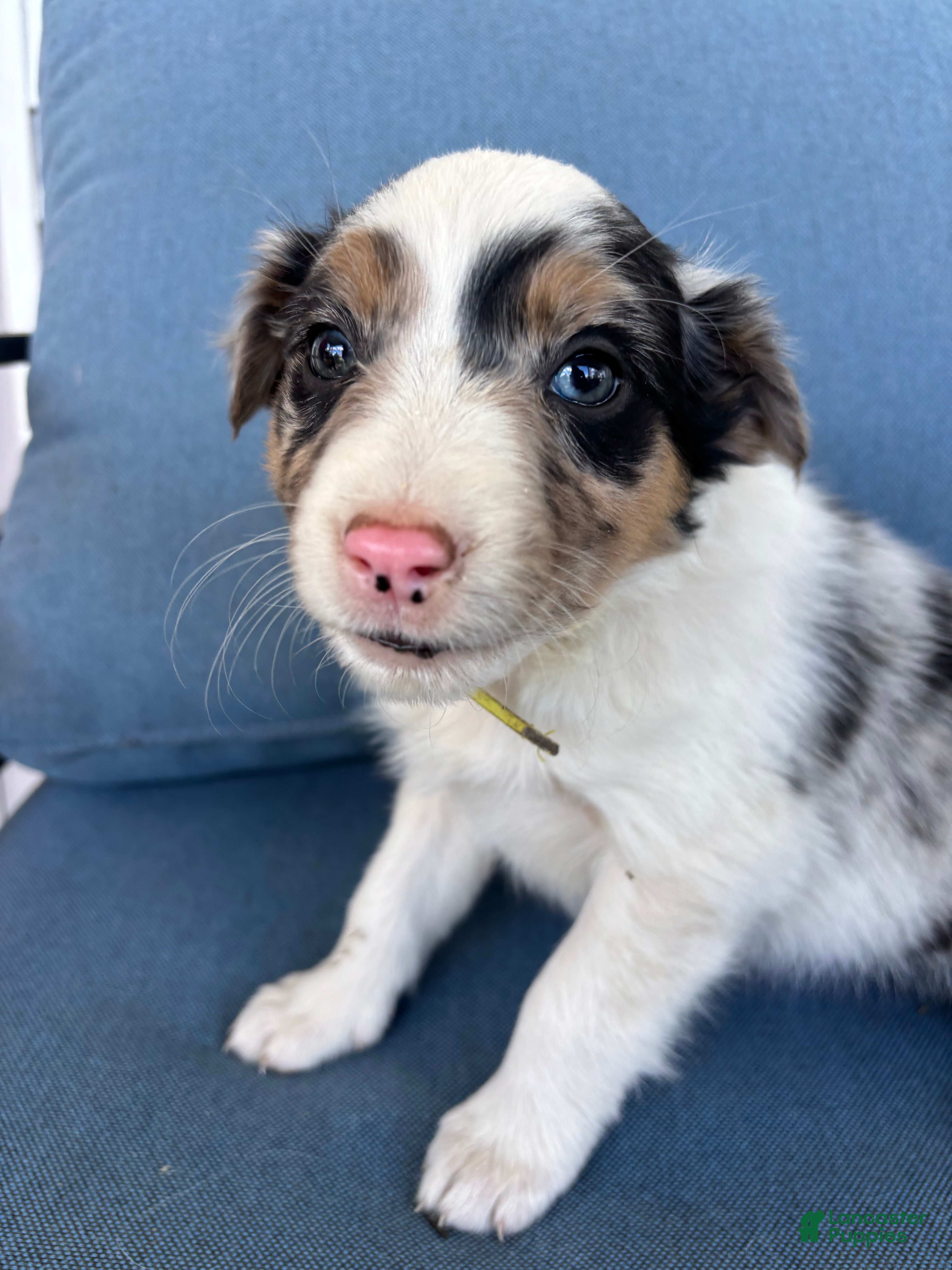 Mixed Breed dogs Harper - Ad 2