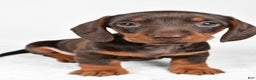 Miniature Dachshund dogs for sale: Frankie - Ad 7