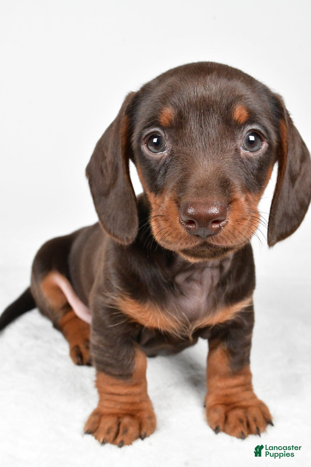 Miniature Dachshund dogs for sale: Frankie - Ad 7