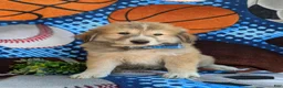 Mixed Breed dogs for sale: Mitchell - Ad 4