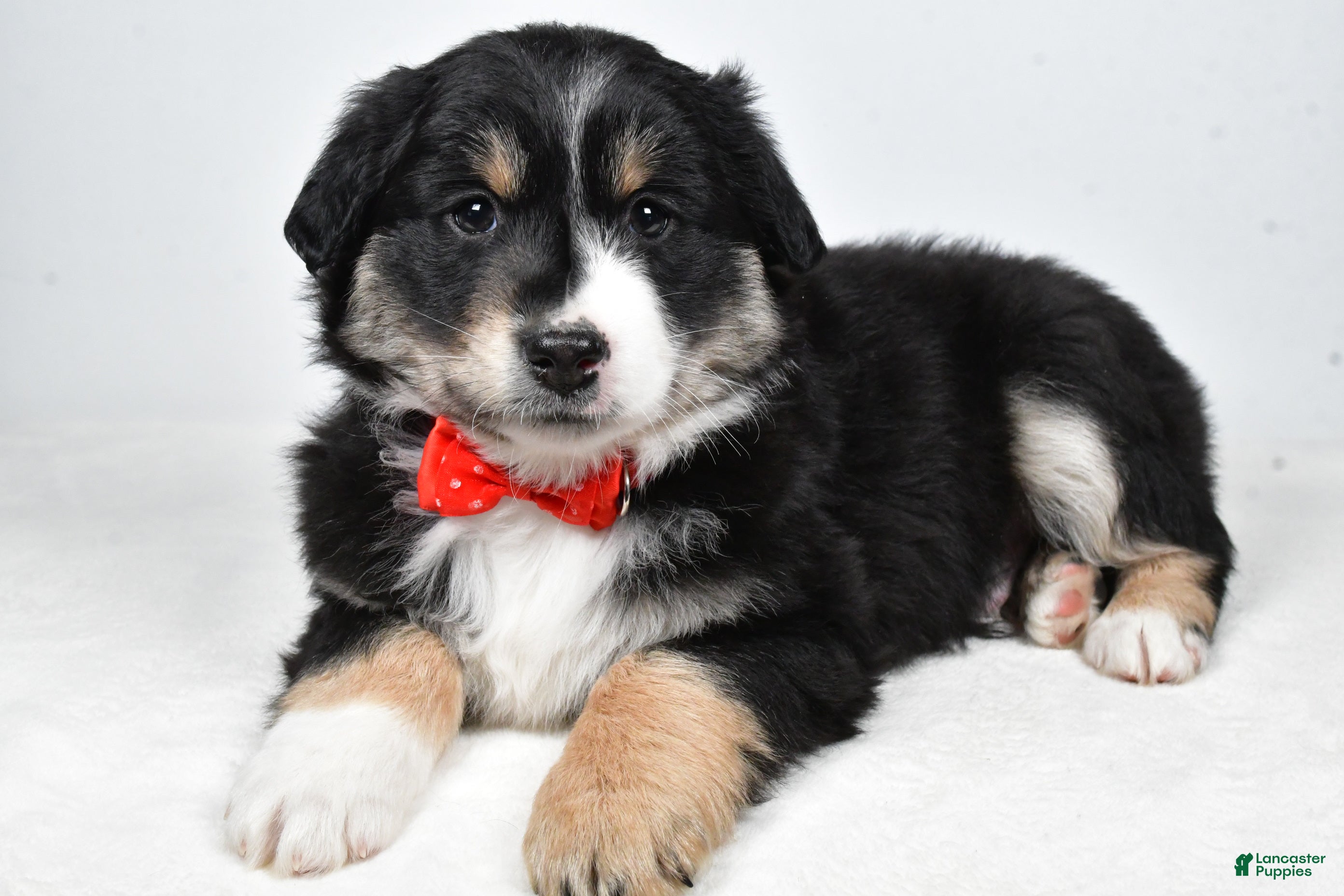 Miniature Australian Shepherd dogs Robby - Ad 1