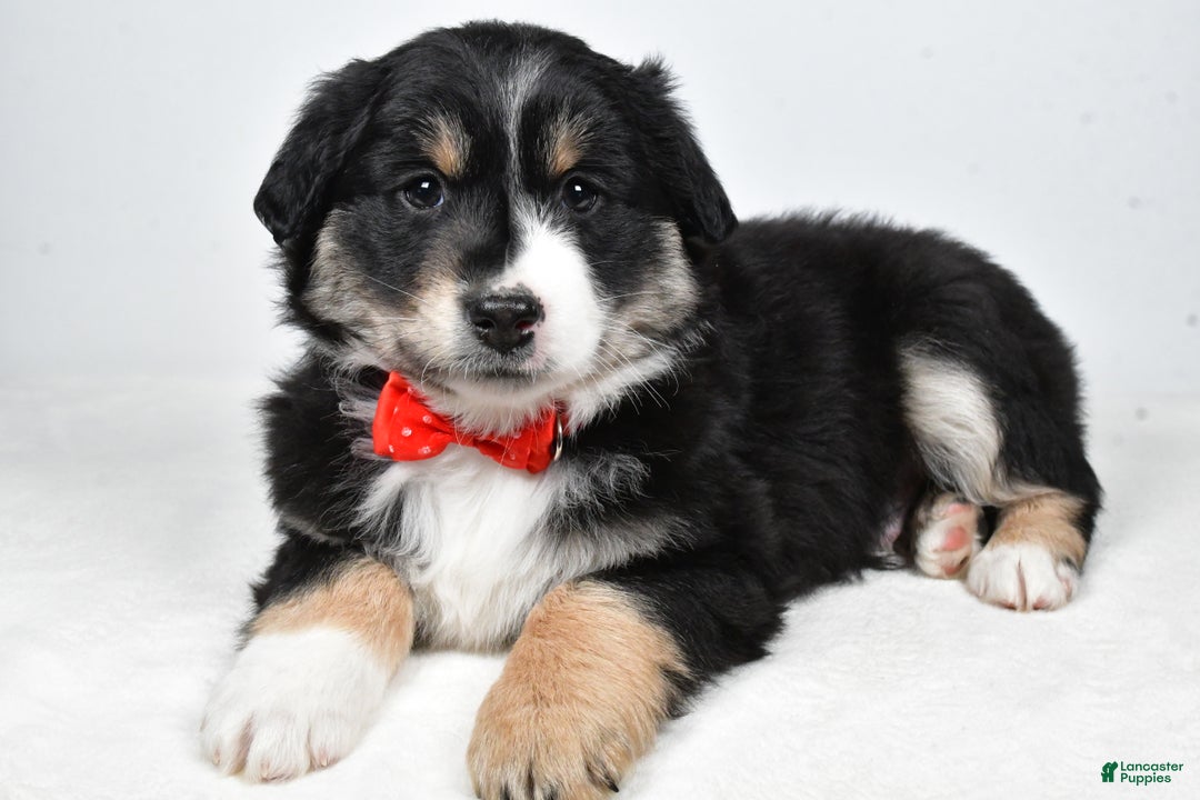 Miniature Australian Shepherd dogs for sale: Robby - Ad 8