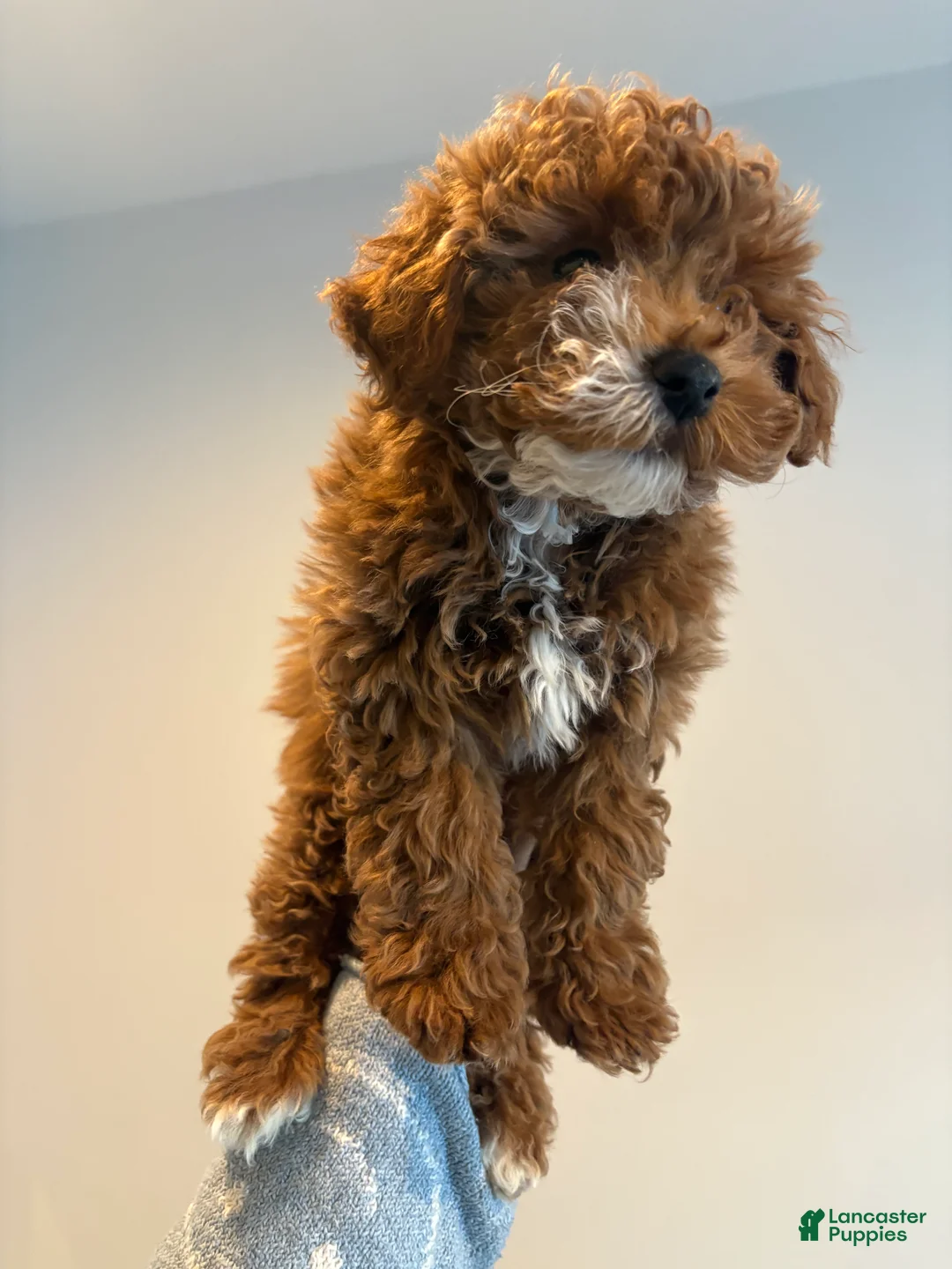 Mixed Breed dogs for sale: BLUSH - Ad 4